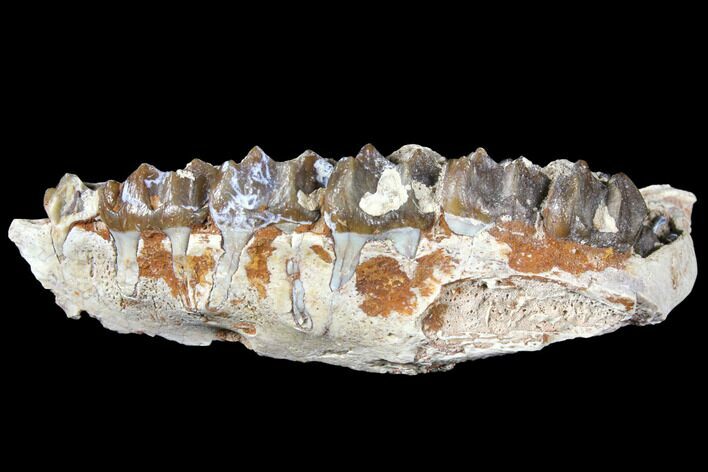 Oreodont (Merycoidodon) Jaw Section - South Dakota #128106
